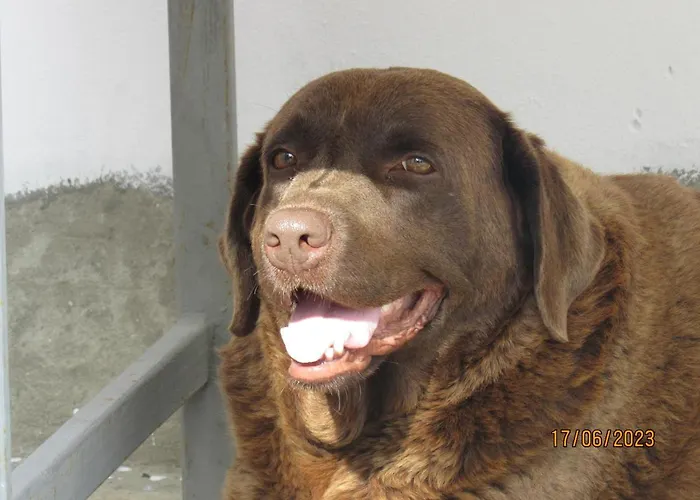 Da-i Pace Mai * Corbu (Constanta)